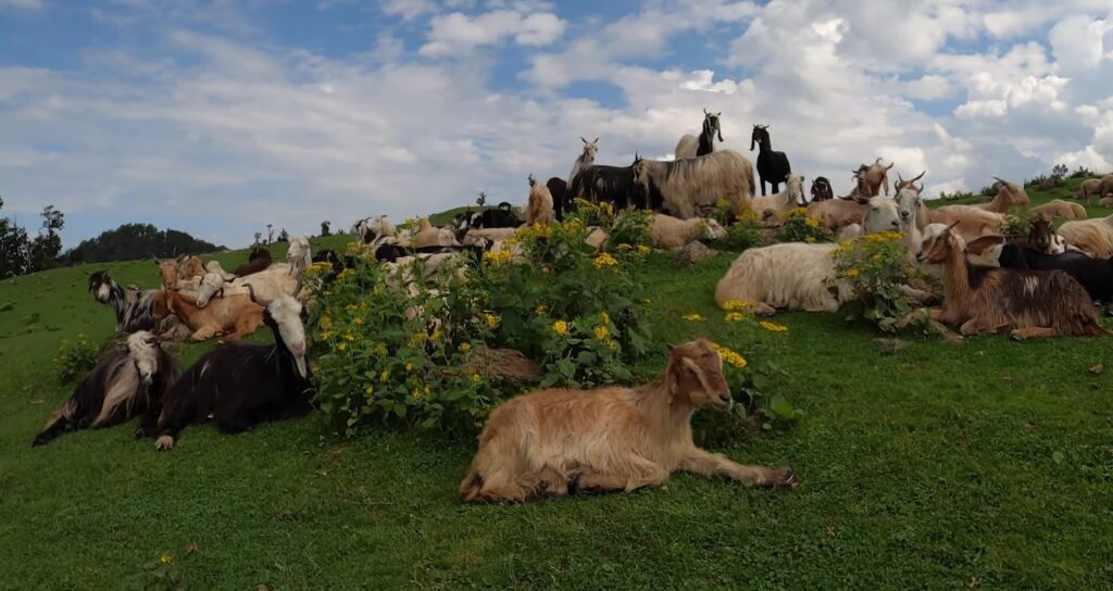 goats_chakund_lake